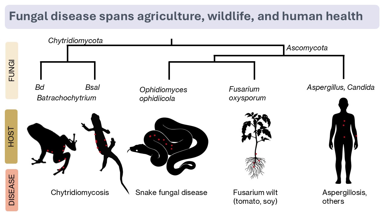 Fungal pathogens and their amphibian, reptile, plant, and human hosts, with associated diseases.
