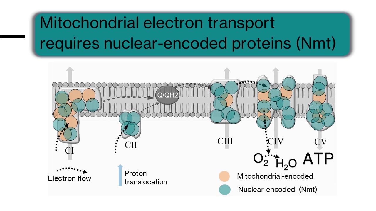 Mitochondrial electron transport complexes showing mitochondrial-encoded and nuclear-encoded proteins.