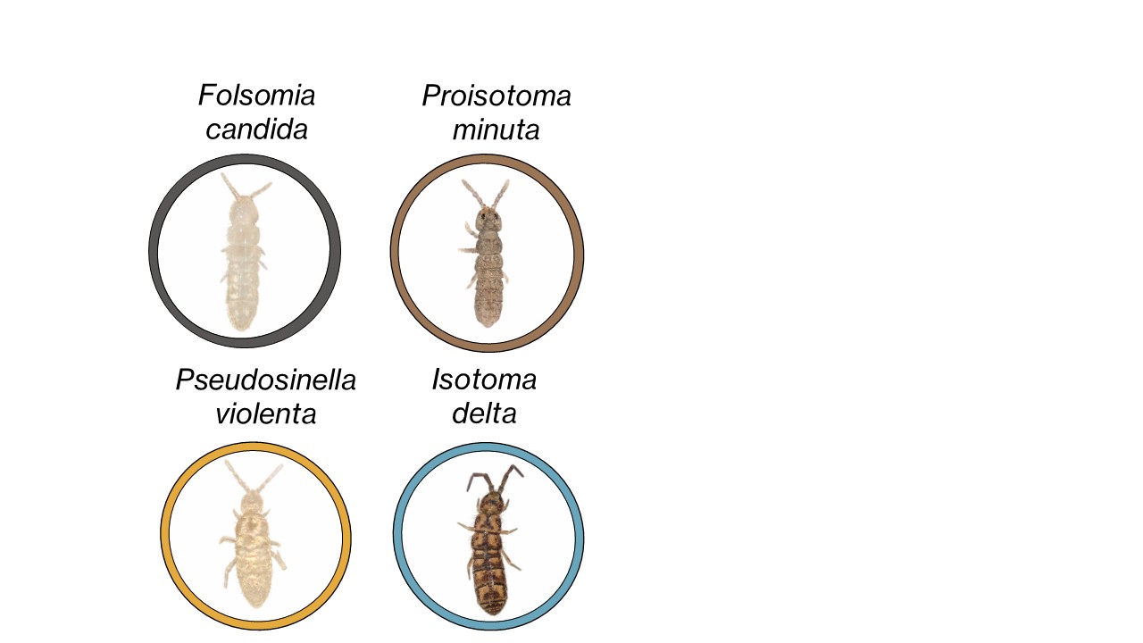 Four springtails cultured in the lab: Folsomia candida, Proisotoma minuta, Pseudosinella violenta, and Isotoma delta.